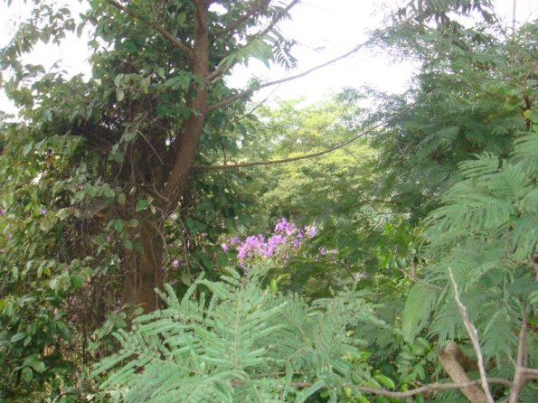 Foto 2009-05-16 11-52-49