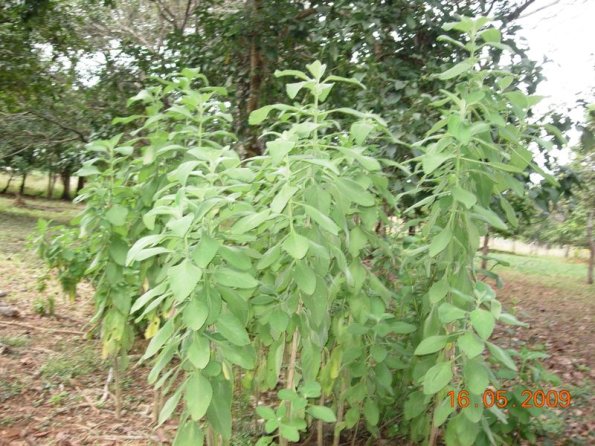 Foto 2009-05-16 11-57-04