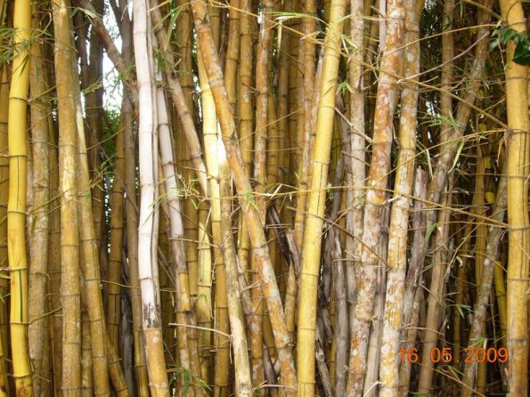 Foto 2009-05-16 12-12-26