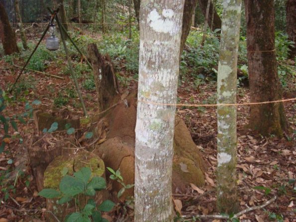 Foto 2009-05-17 09-51-06