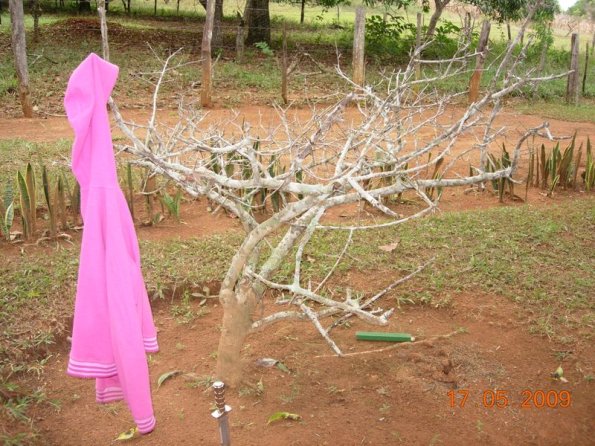 Foto 2009-05-17 10-50-28