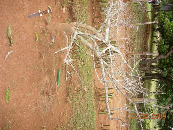 Foto 2009-05-17 10-50-41