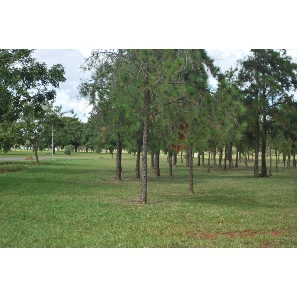 Abertura Regional 008