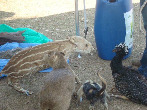 GEMR Zoológico set2010 001