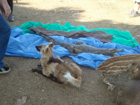 GEMR Zoológico set2010 002