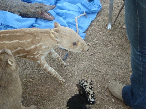 GEMR Zoológico set2010 003