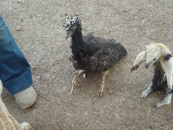 GEMR Zoológico set2010 004