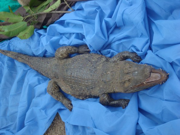 GEMR Zoológico set2010 006