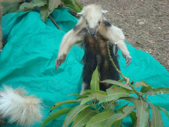 GEMR Zoológico set2010 007