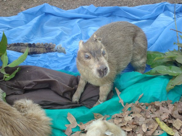 GEMR Zoológico set2010 008