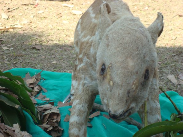GEMR Zoológico set2010 009