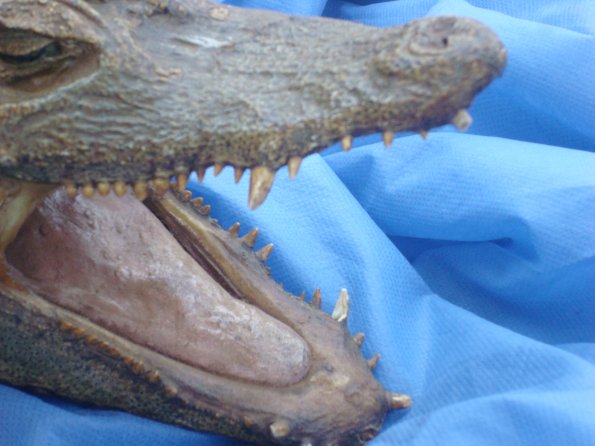 GEMR Zoológico set2010 010