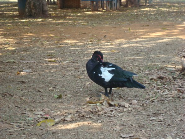 GEMR Zoológico set2010 012