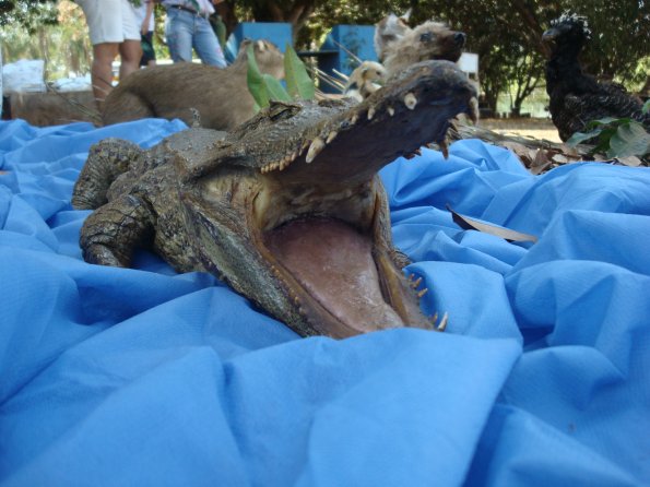 GEMR Zoológico set2010 016