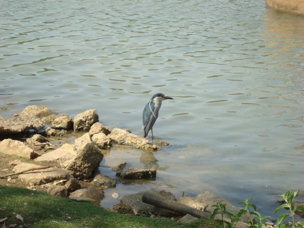GEMR Zoológico set2010 018