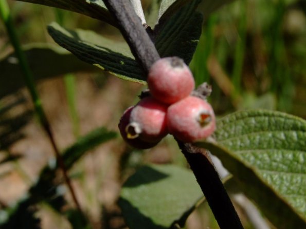 Foto 2008-05-02 11-54-31