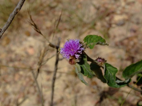 Foto 2008-05-02 11-58-48