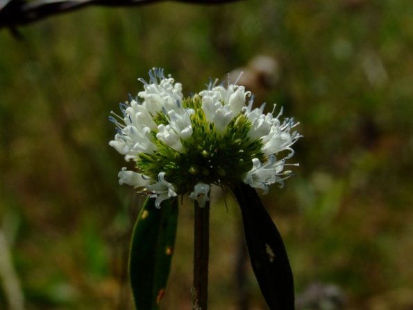 Foto 2008-05-02 12-03-14