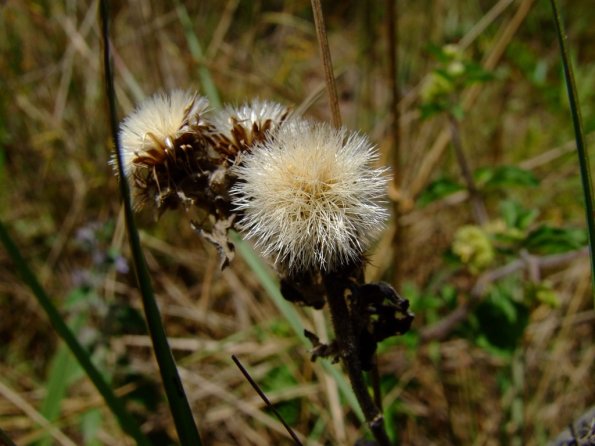 Foto 2008-05-02 12-05-19